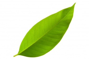 growth-close-up-environmental-lush-natural_1172-349